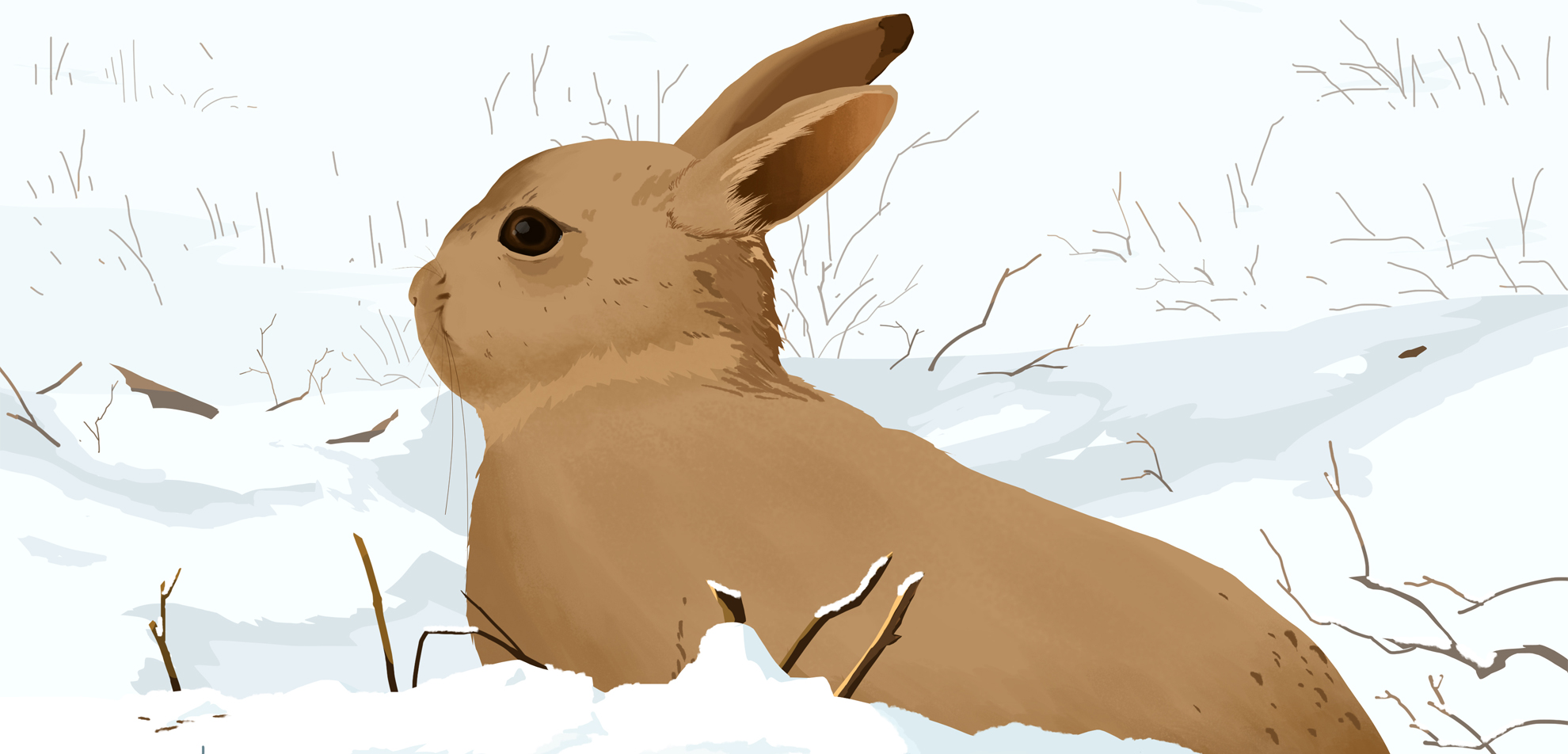 雪地兔子